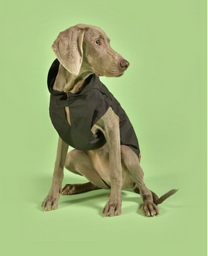 United Pets - SAVE THE DUCK - Impermeabile imbottito per cani