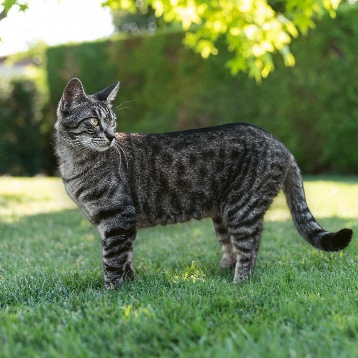 Essere gatto