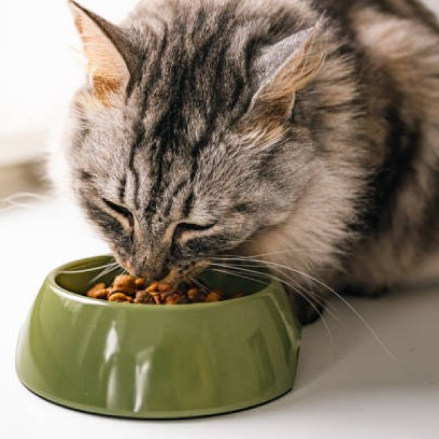 Cibo gatto