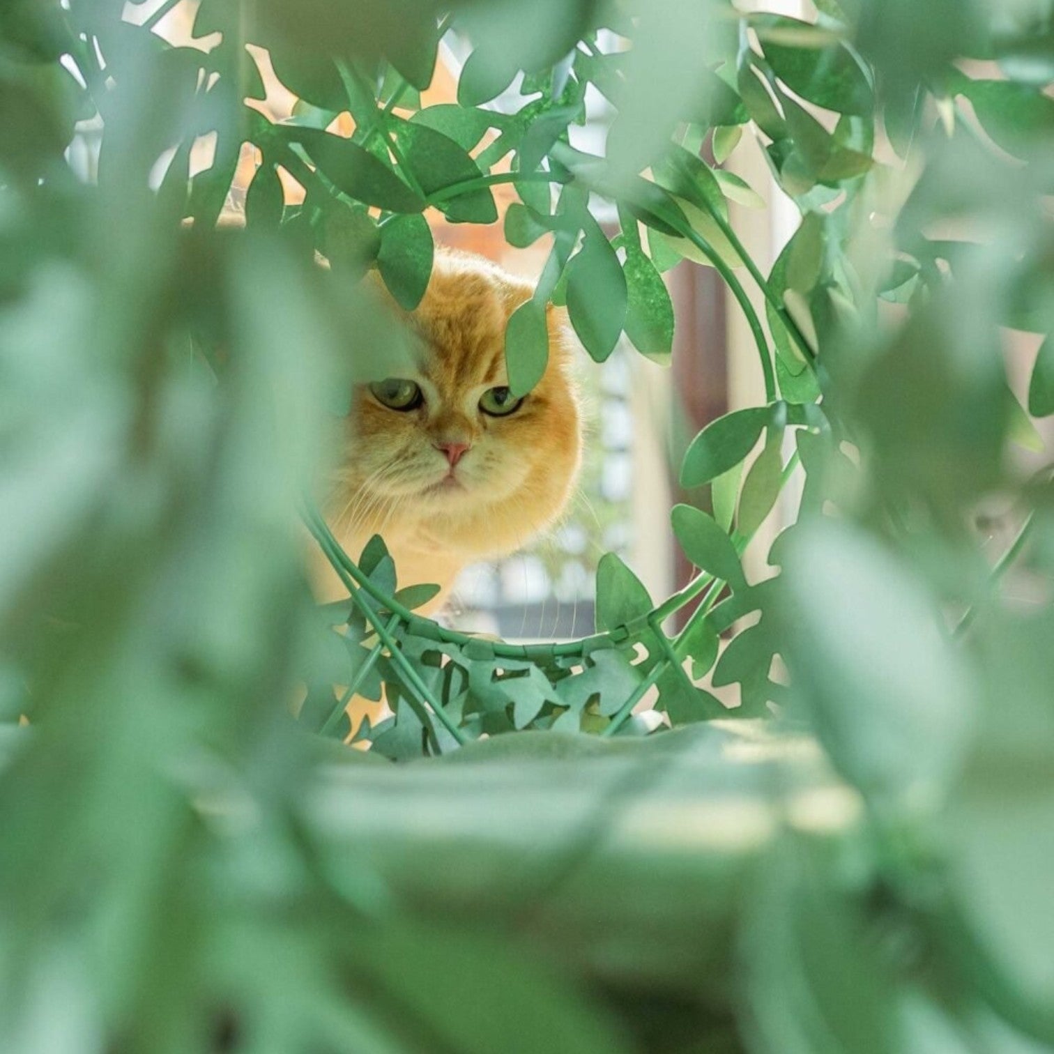 Accessori per Gatto