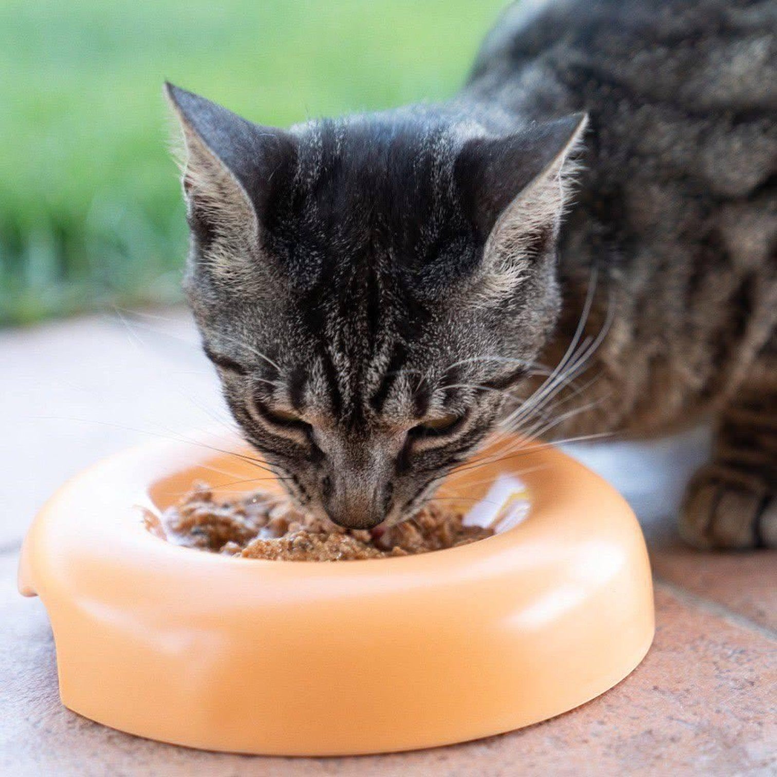 Cibo gatto